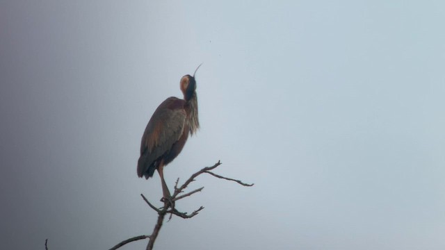 Purple Heron - ML618683111