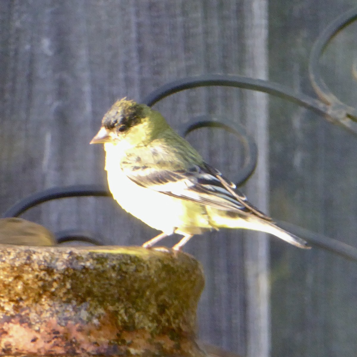 Lesser Goldfinch - Anonymous