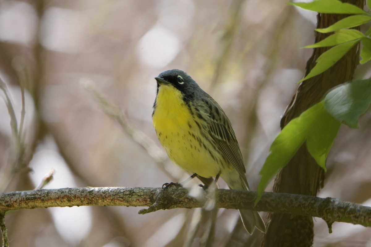 Kirtland's Warbler - Wendy Skirrow