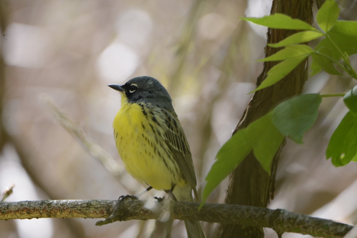 Kirtland's Warbler - Wendy Skirrow