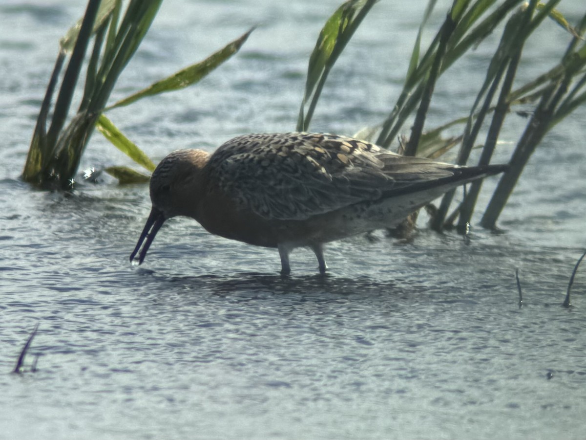 Red Knot - ML618683168