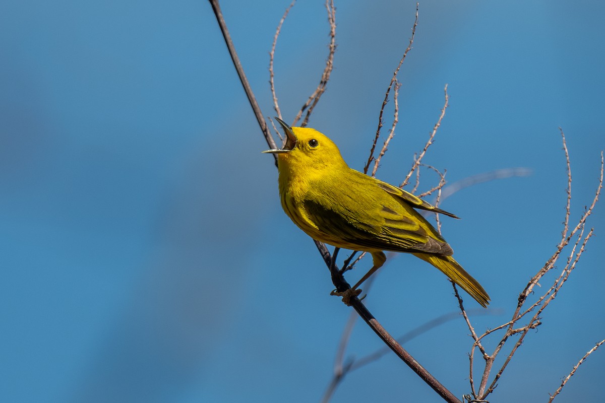 Yellow Warbler - Ian Campbell