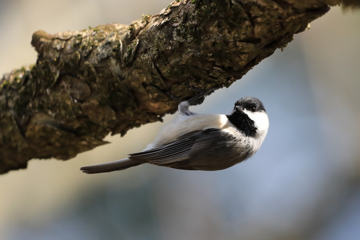 Carolina Chickadee - ML618683205