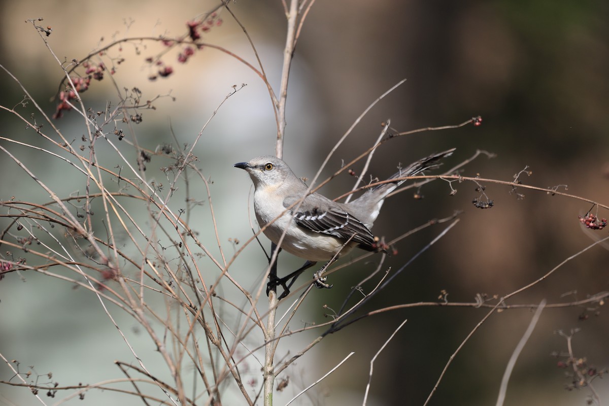 Northern Mockingbird - ML618683216