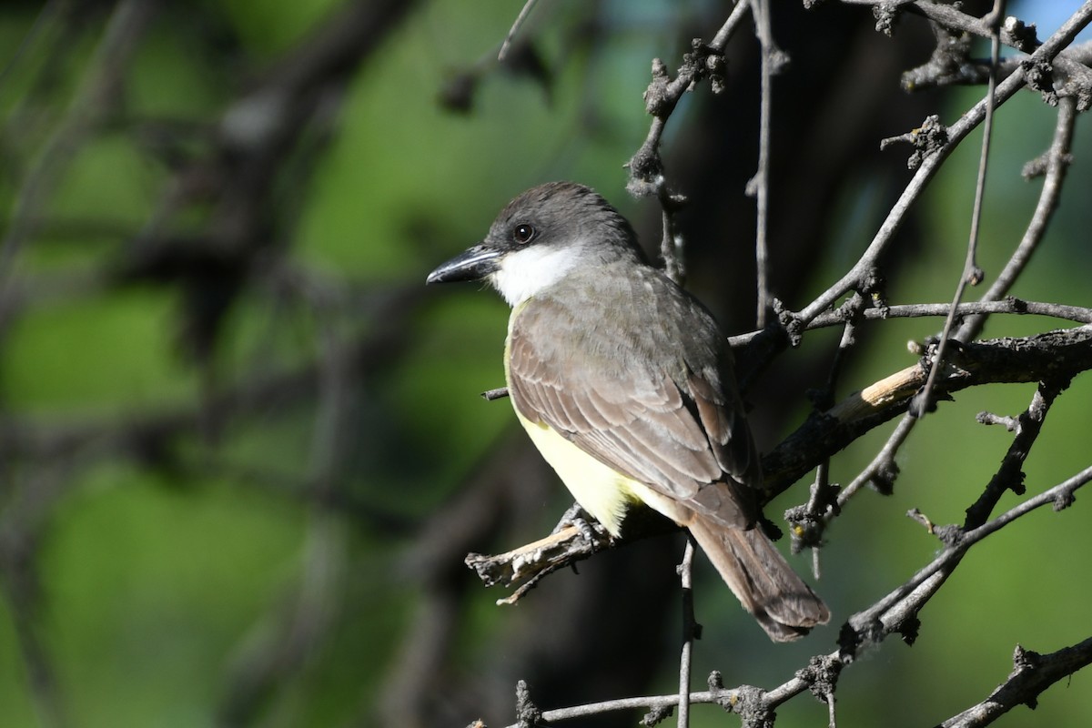 Thick-billed Kingbird - ML618683290
