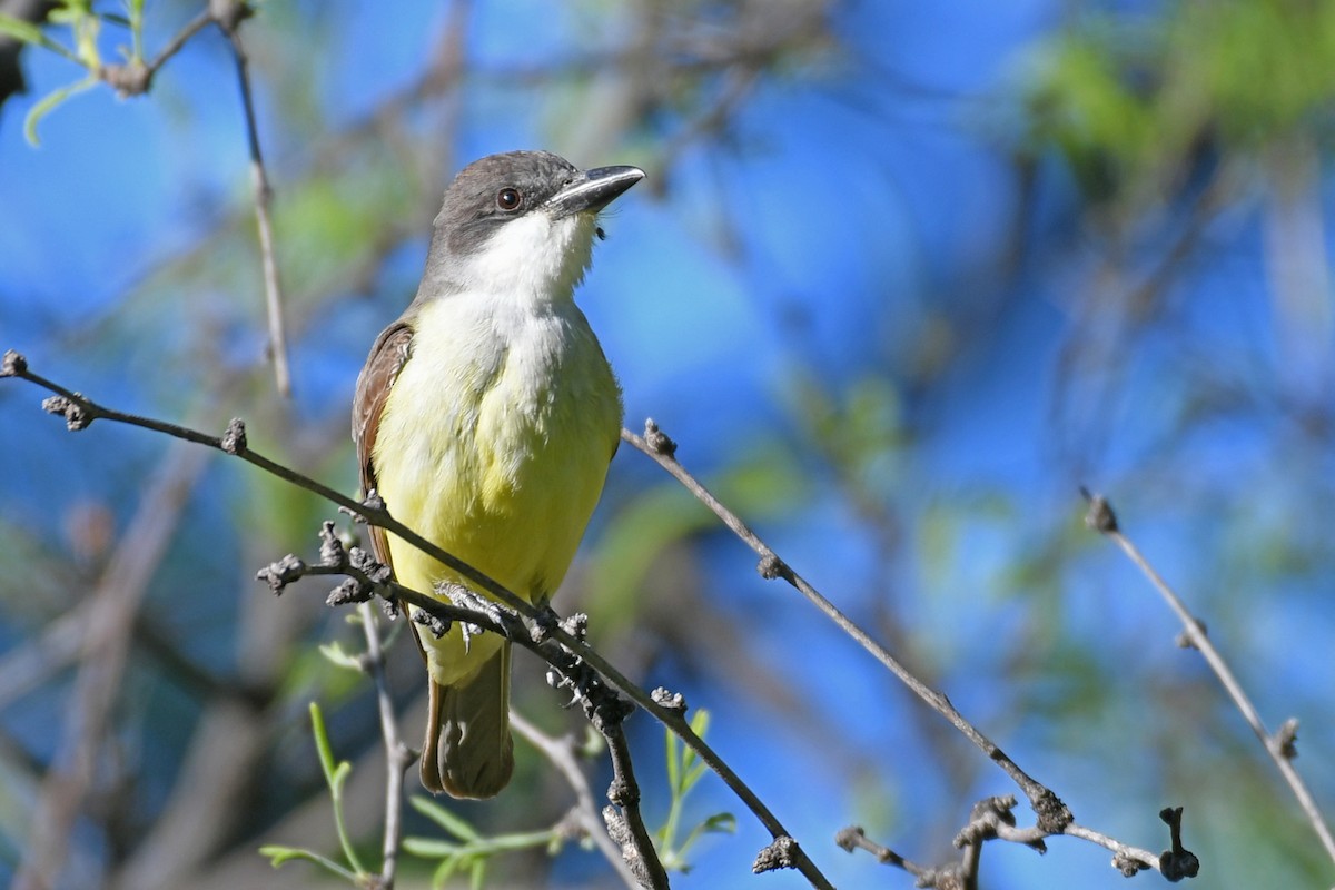 Thick-billed Kingbird - ML618683291