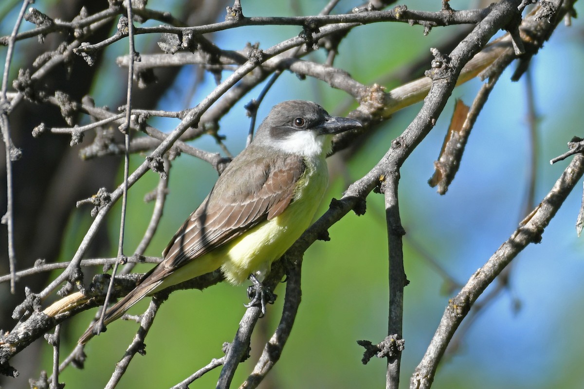 Thick-billed Kingbird - ML618683292