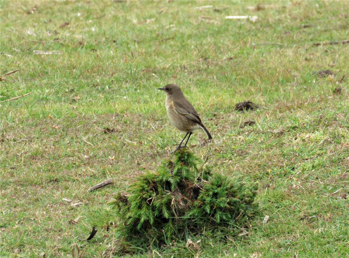 Moorland Chat - Anonymous