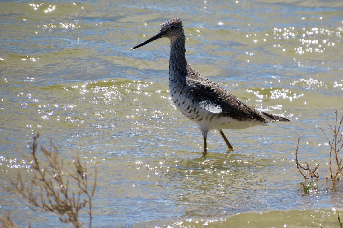 Greater Yellowlegs - ML618683351