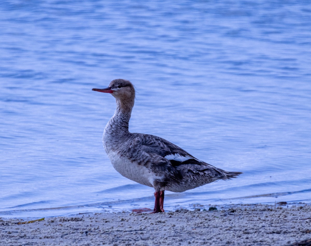 Red-breasted Merganser - ML618683358