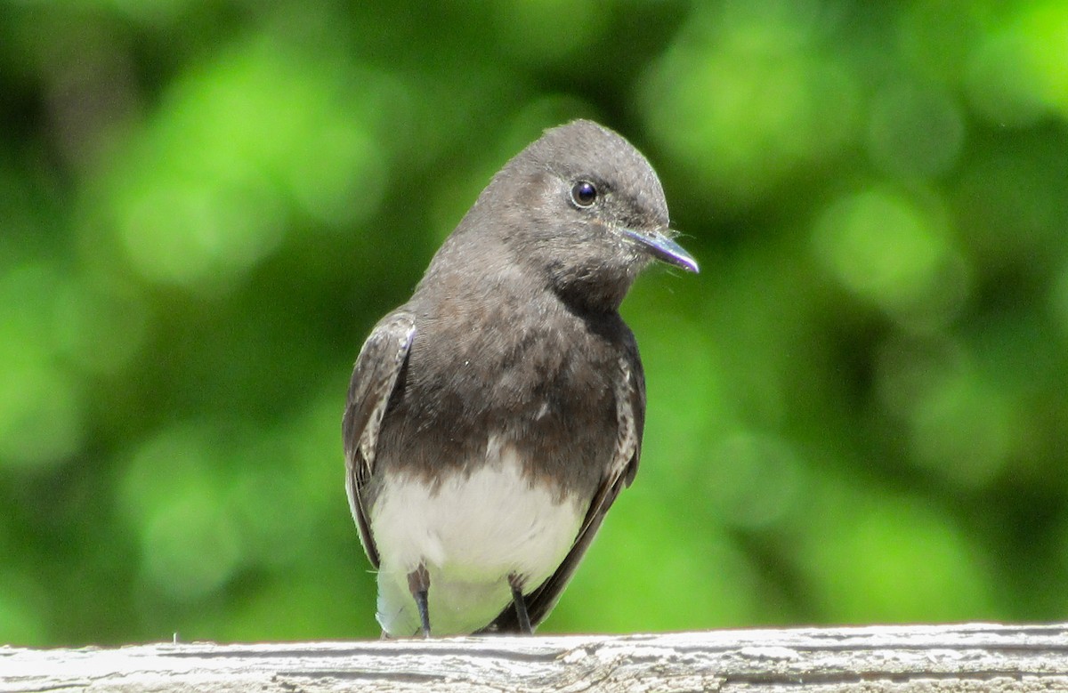 Black Phoebe - ML618683365