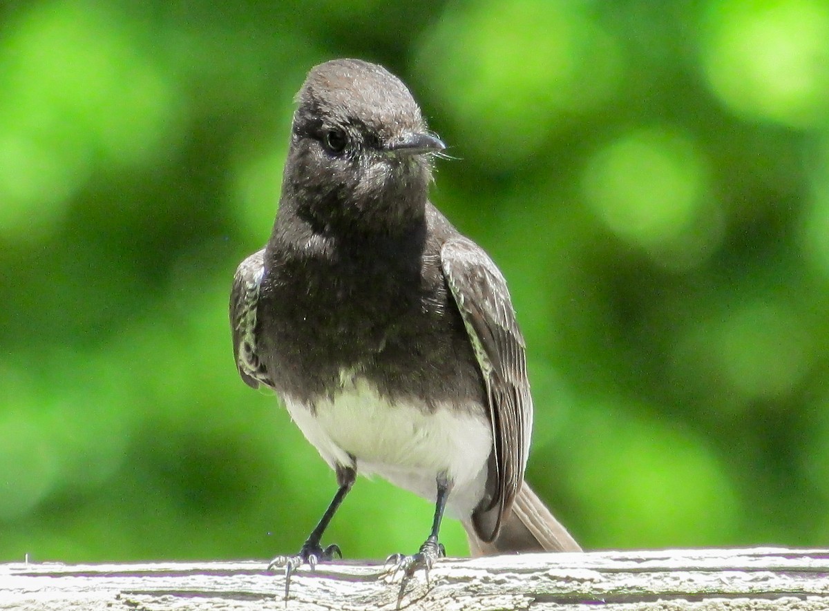 Black Phoebe - ML618683367