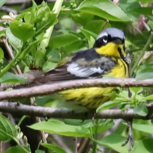 Magnolia Warbler - Charles (PAT) Dollard