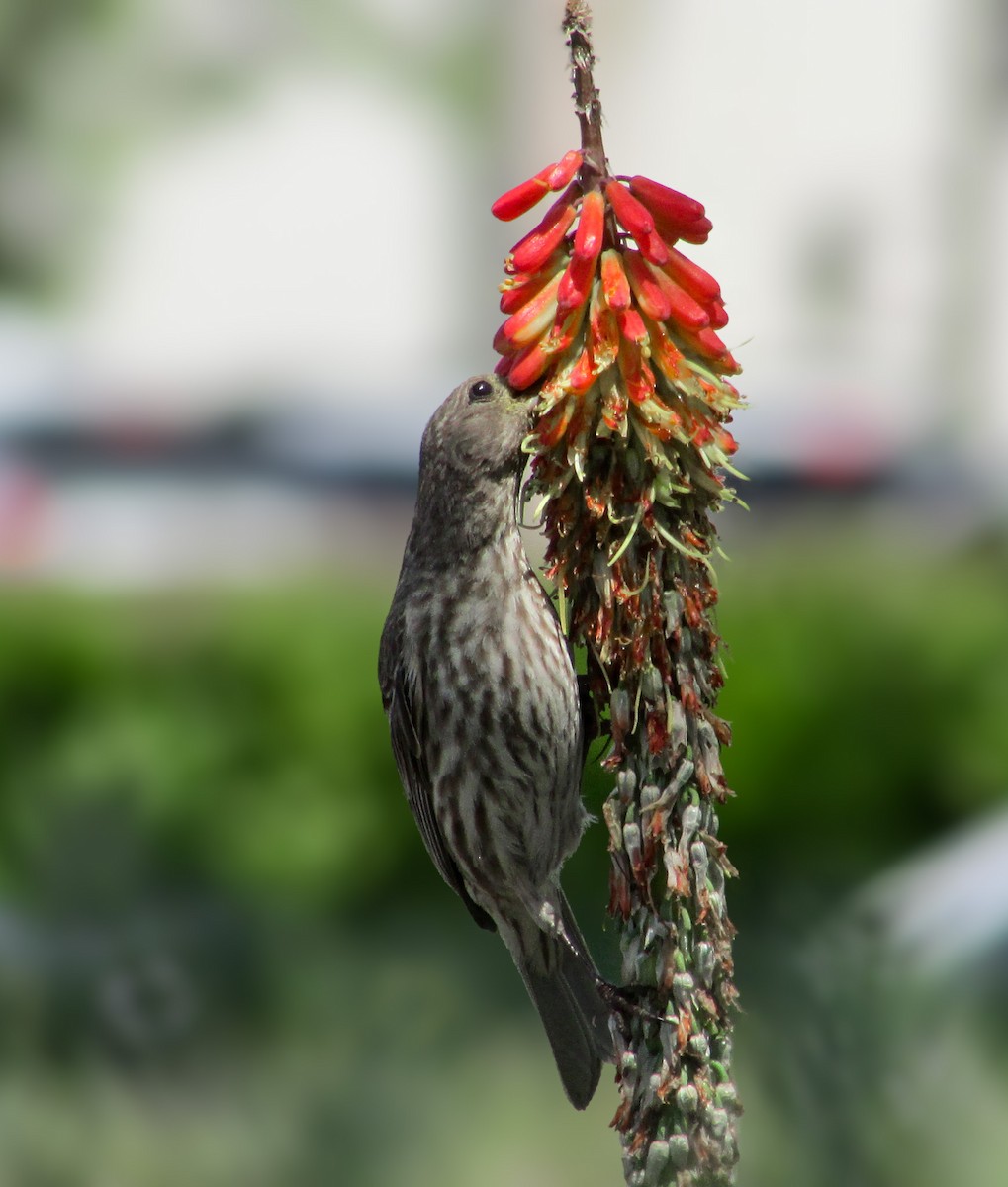 House Finch - ML618683398