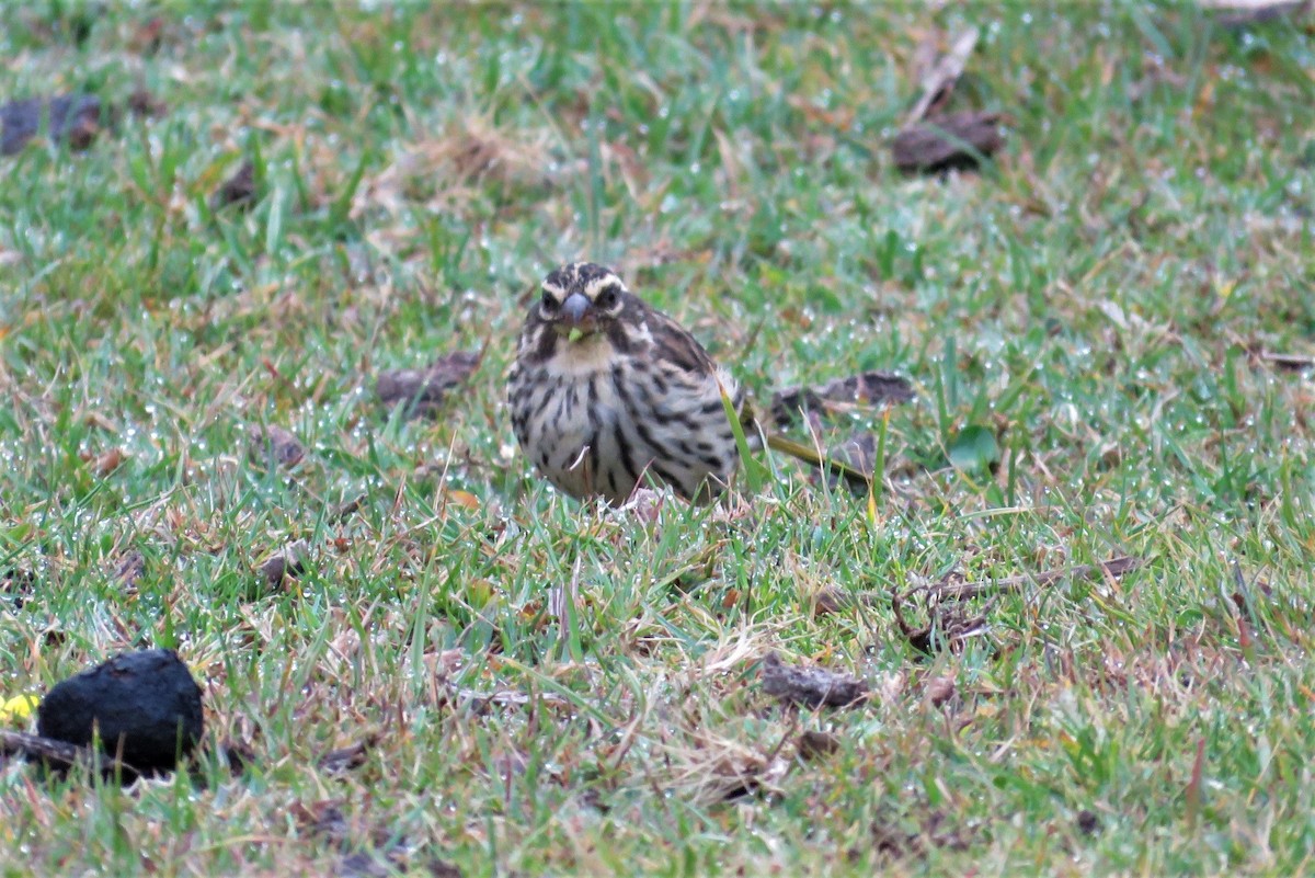 Streaky Seedeater - Anonymous