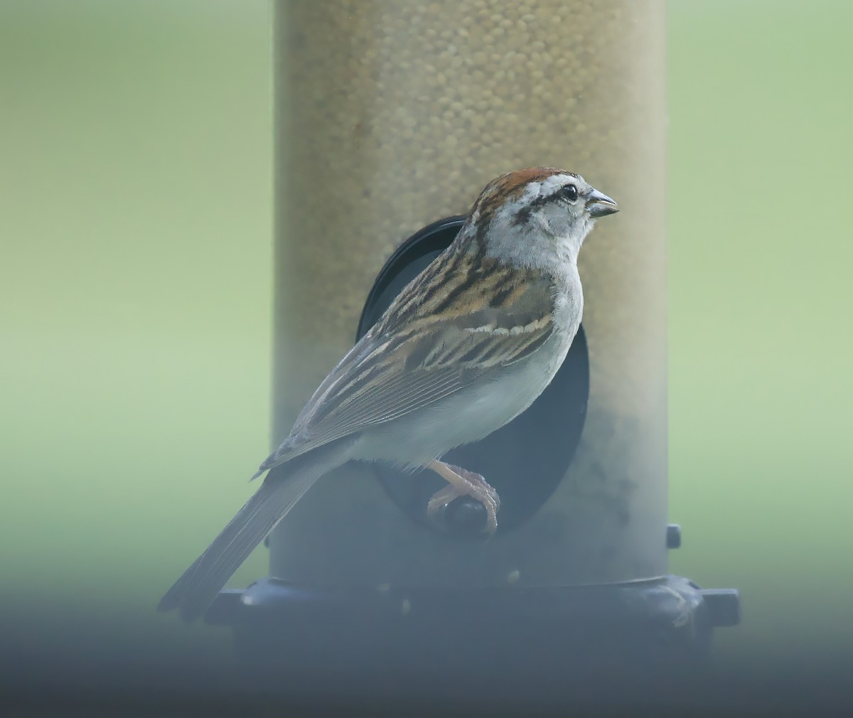 Chipping Sparrow - Richard Wolfert