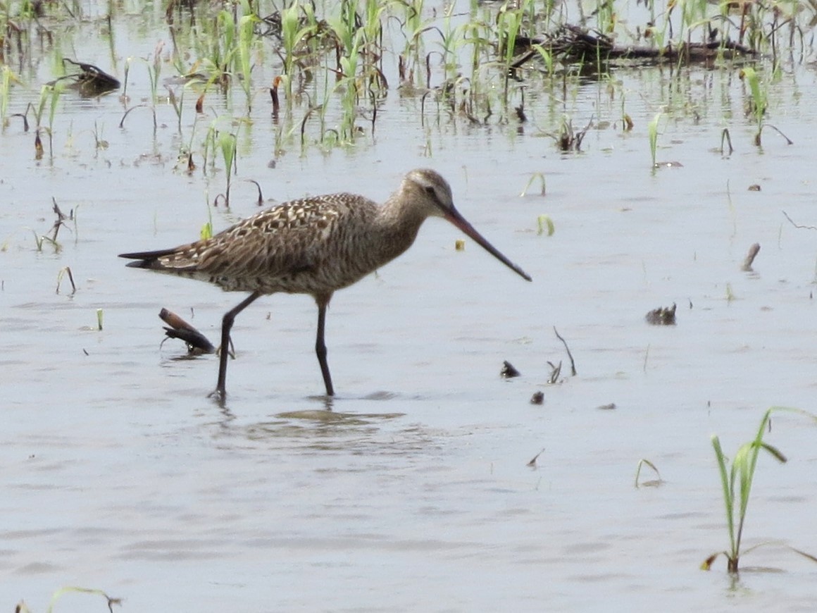 Hudsonian Godwit - Timothy Fennell