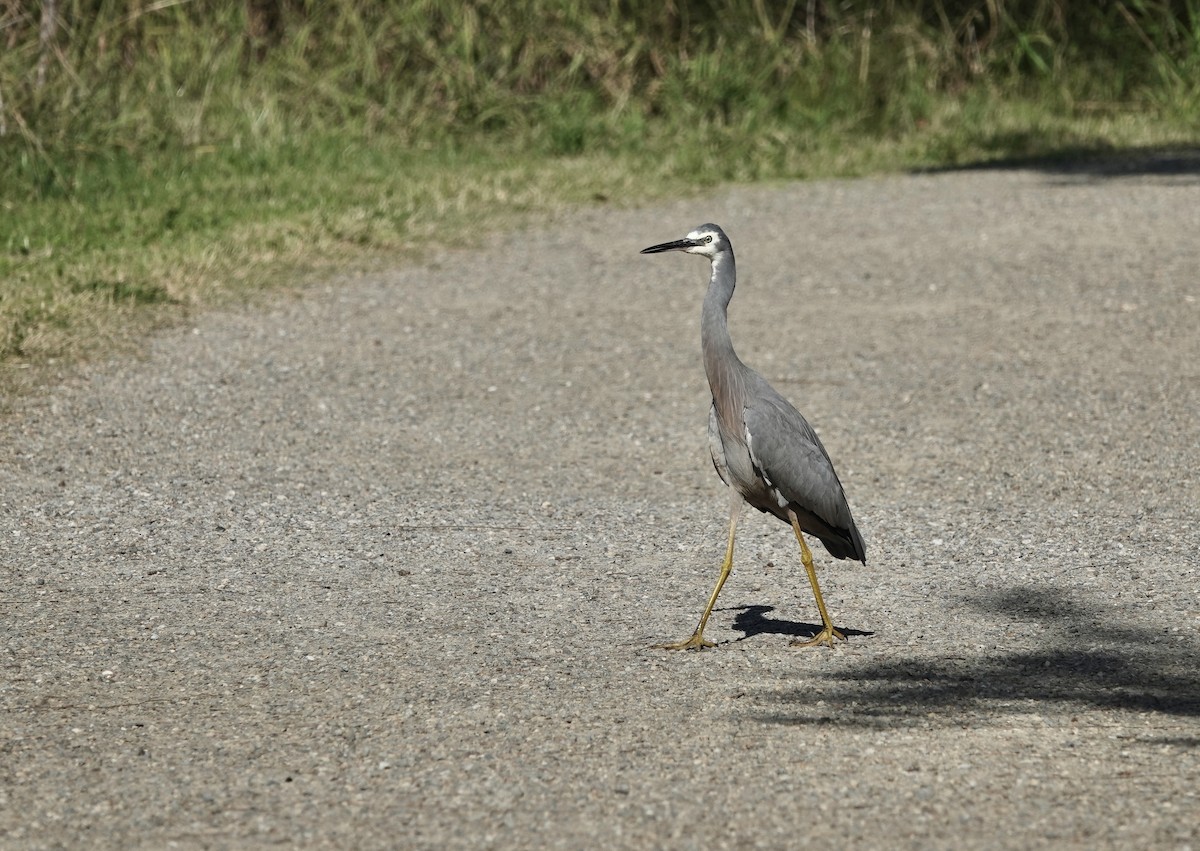 White-faced Heron - john cull