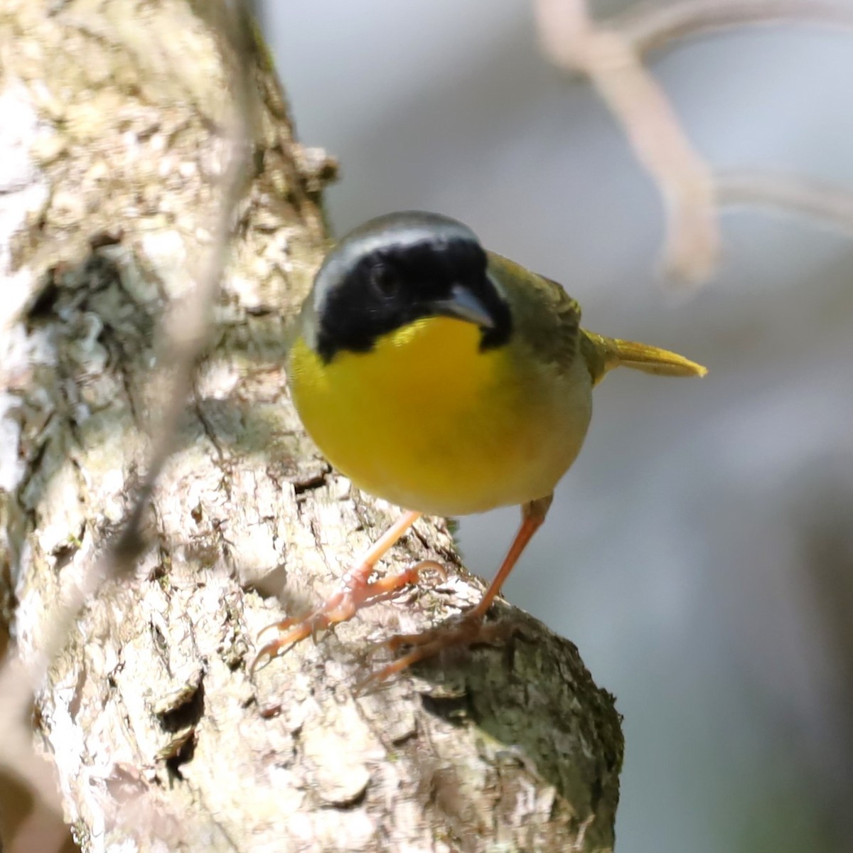 Common Yellowthroat - ML618683443