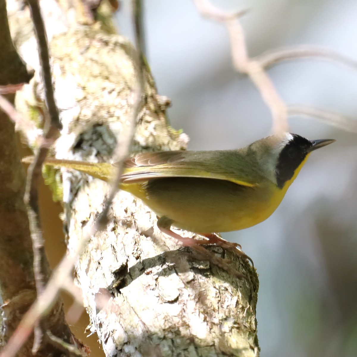 Common Yellowthroat - ML618683453