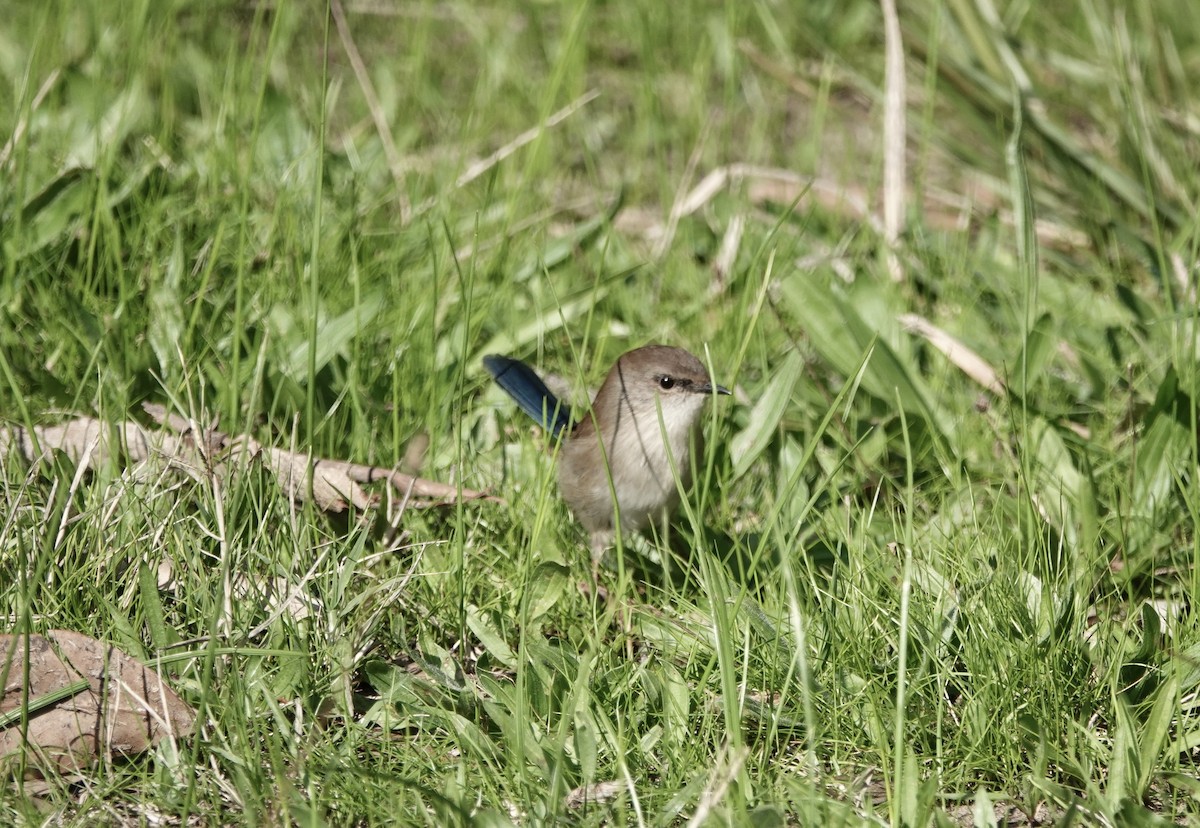 Superb Fairywren - john cull