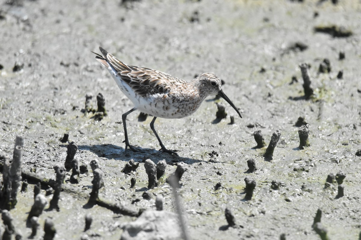 Curlew Sandpiper - ML618683511