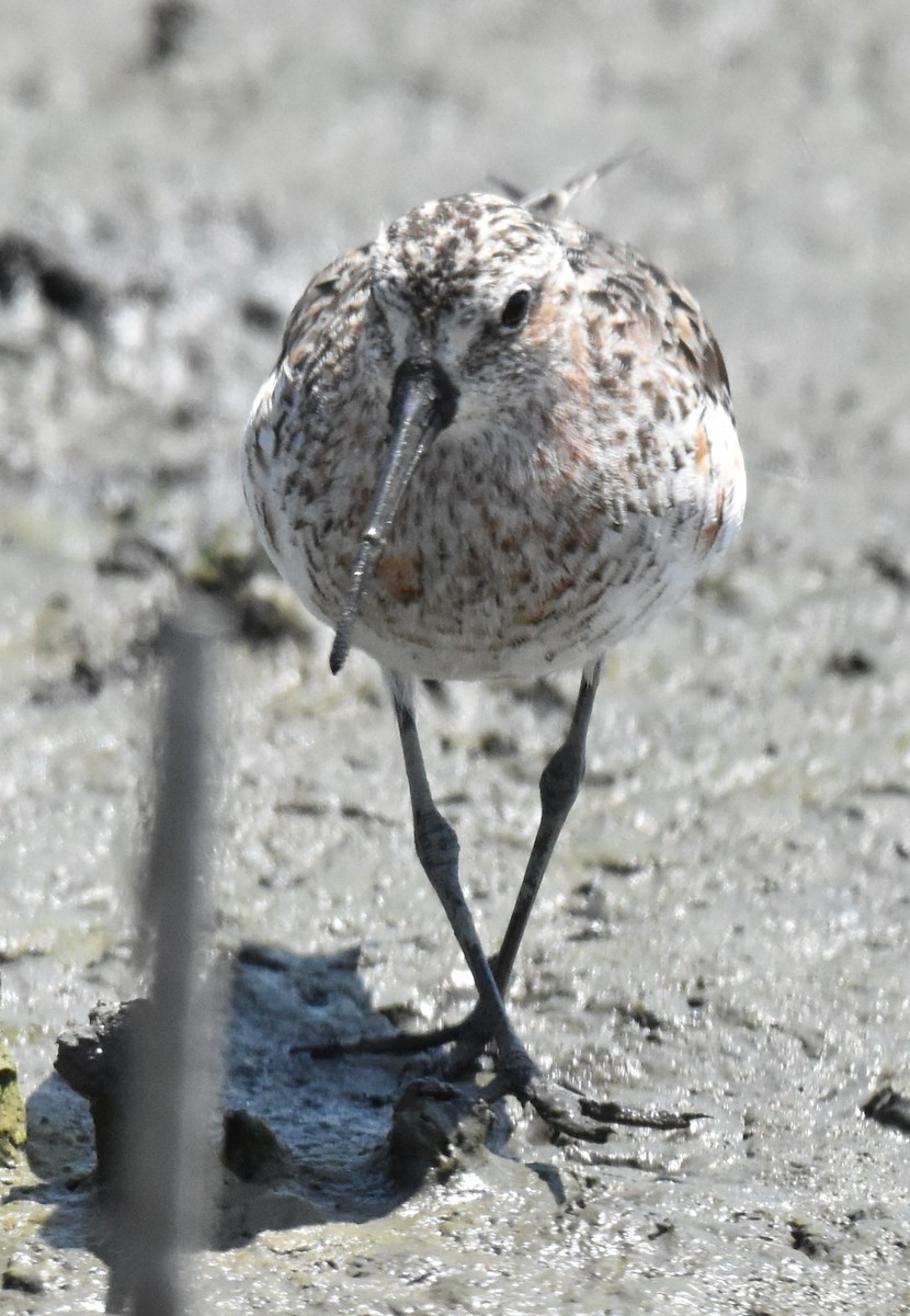 Curlew Sandpiper - ML618683538