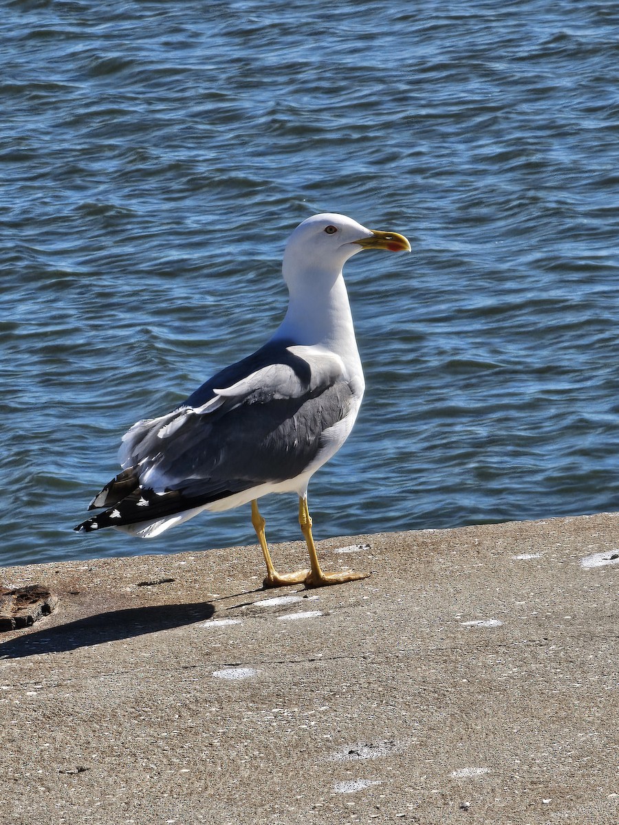 Yellow-legged Gull - Joao Faustino