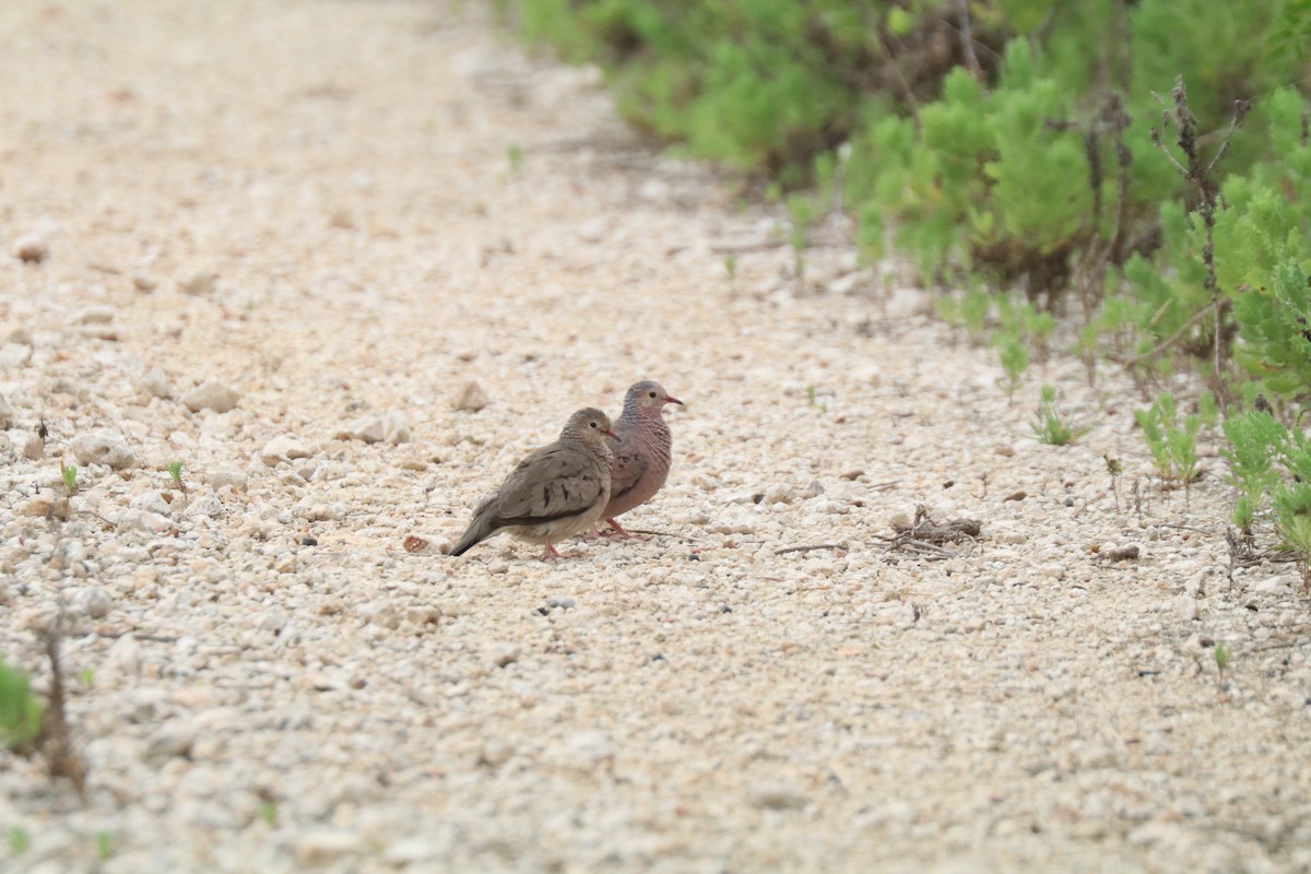 Common Ground Dove - ML618683644