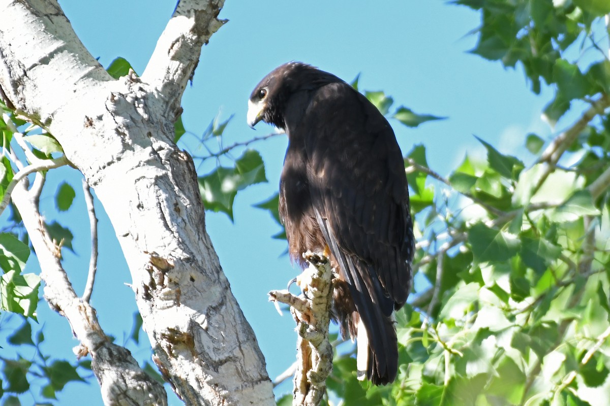 Zone-tailed Hawk - Terry Rosenmeier