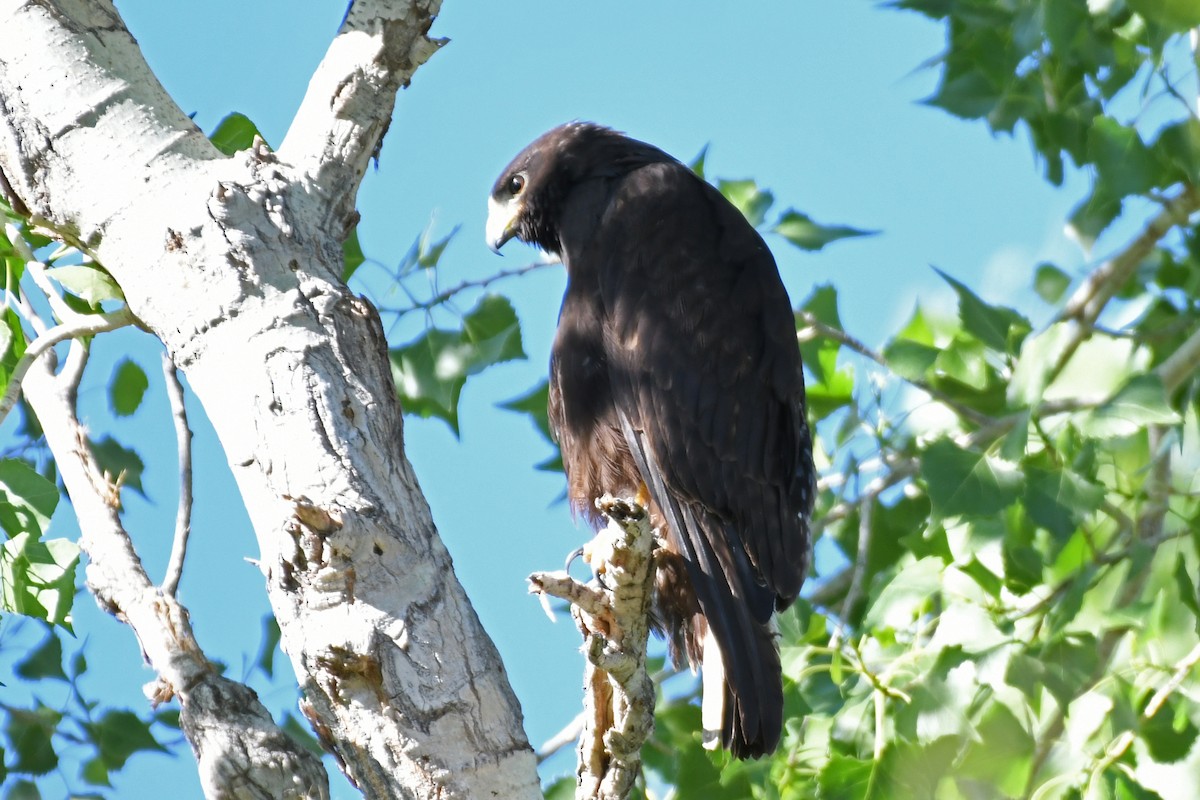 Zone-tailed Hawk - ML618683658