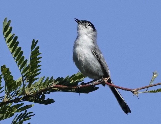 Black-tailed Gnatcatcher - Cathy Beck