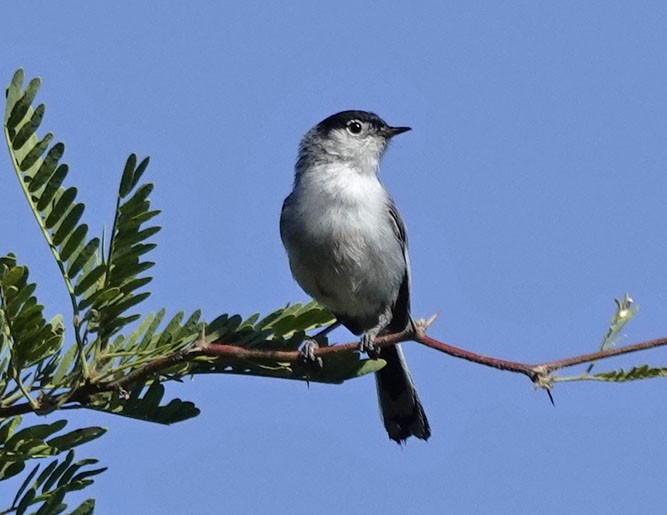 Black-tailed Gnatcatcher - Cathy Beck