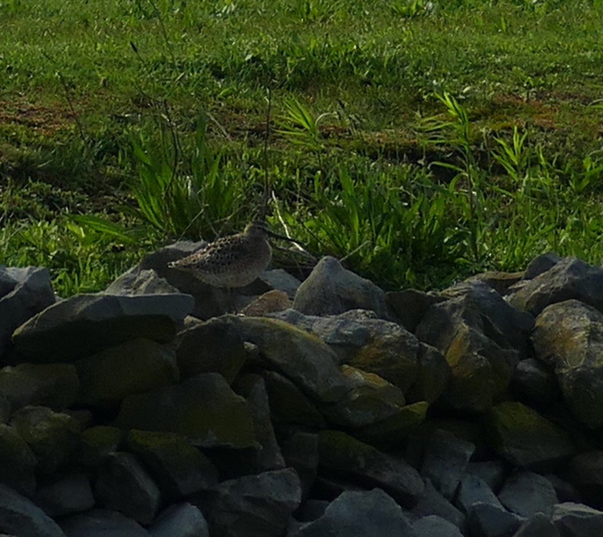 Short-billed Dowitcher - ML618683665