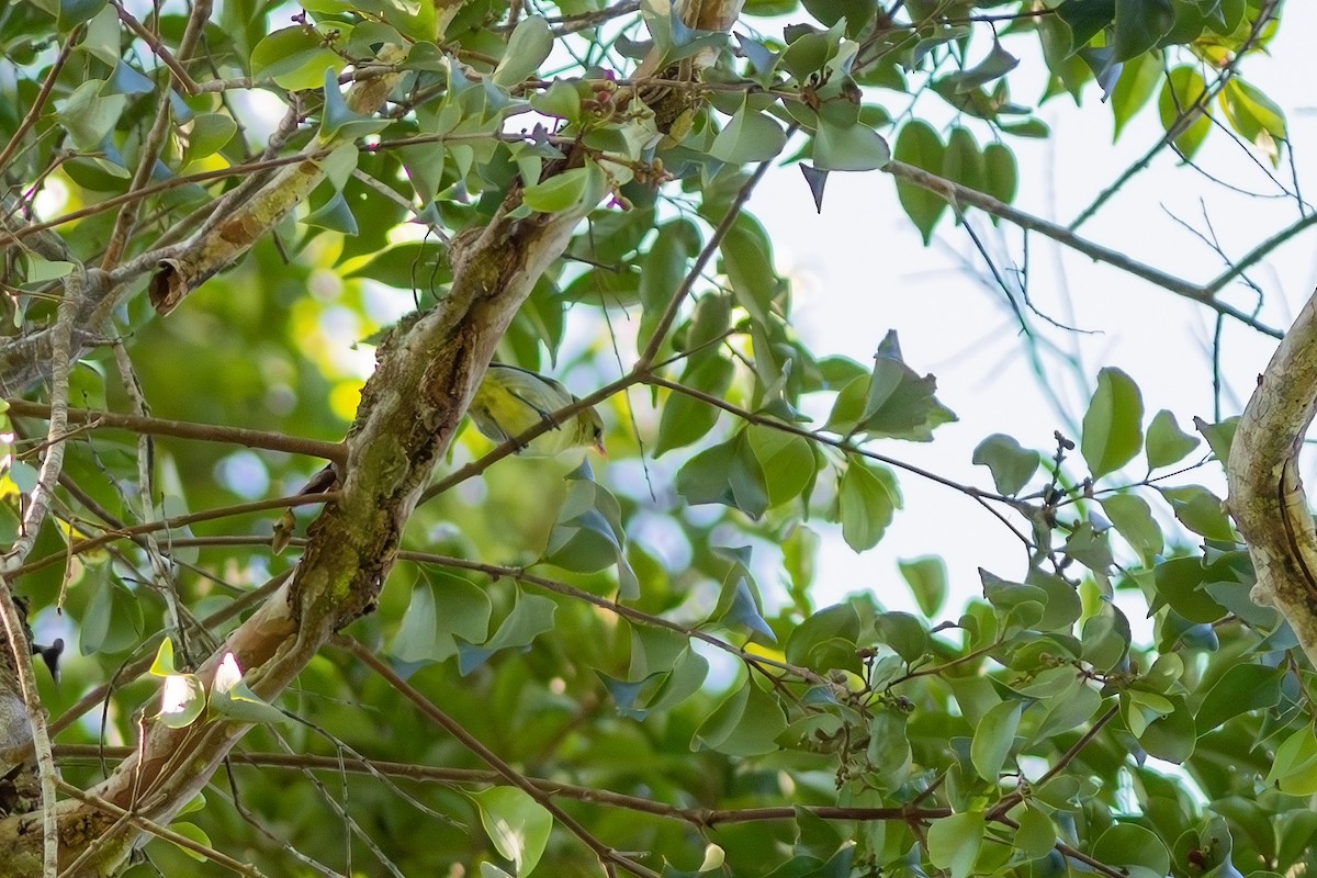 Rufous-headed Tanager - ML618683684