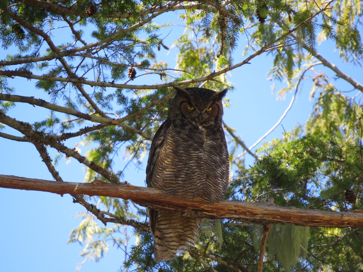 Great Horned Owl - Winnie Ferrier