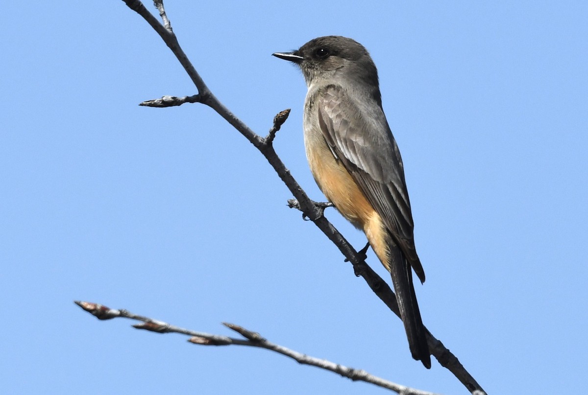 Say's Phoebe - ML618683767