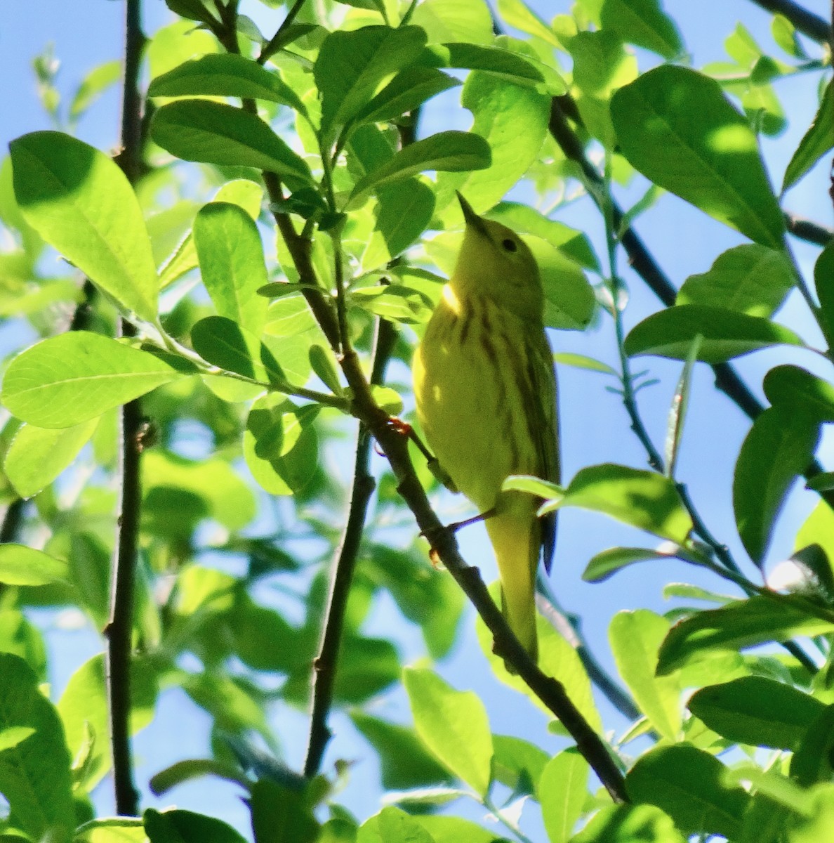 Yellow Warbler - Caryn Fehr