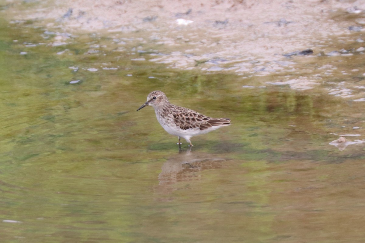 Least Sandpiper - ML618683779