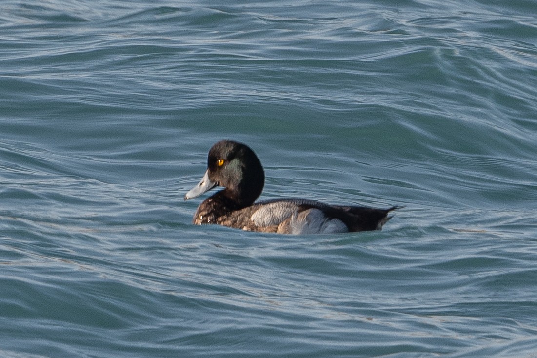 Greater Scaup - John Gapski