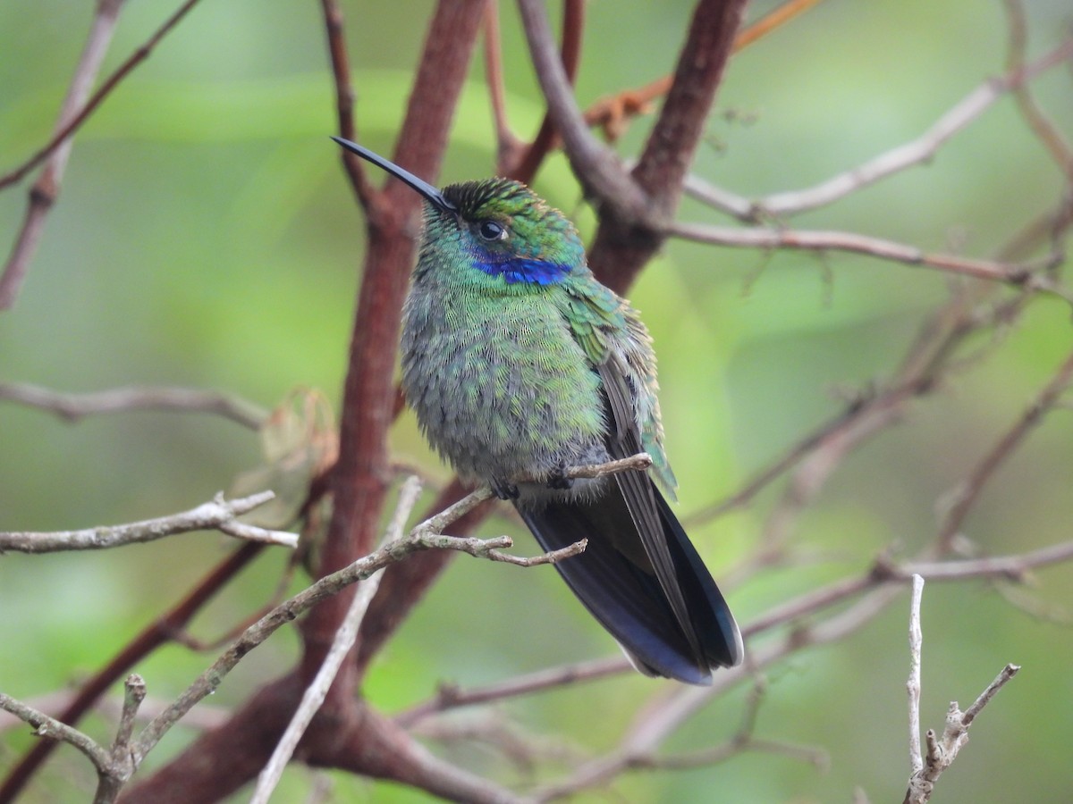 Colibrí Oreja Violeta Menor - ML618683803