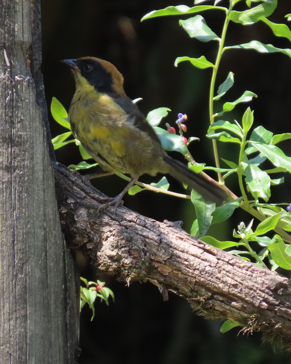 Yellow-breasted Brushfinch - Nancy Leonard