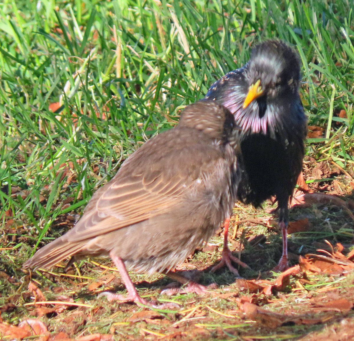 European Starling - ML618683824