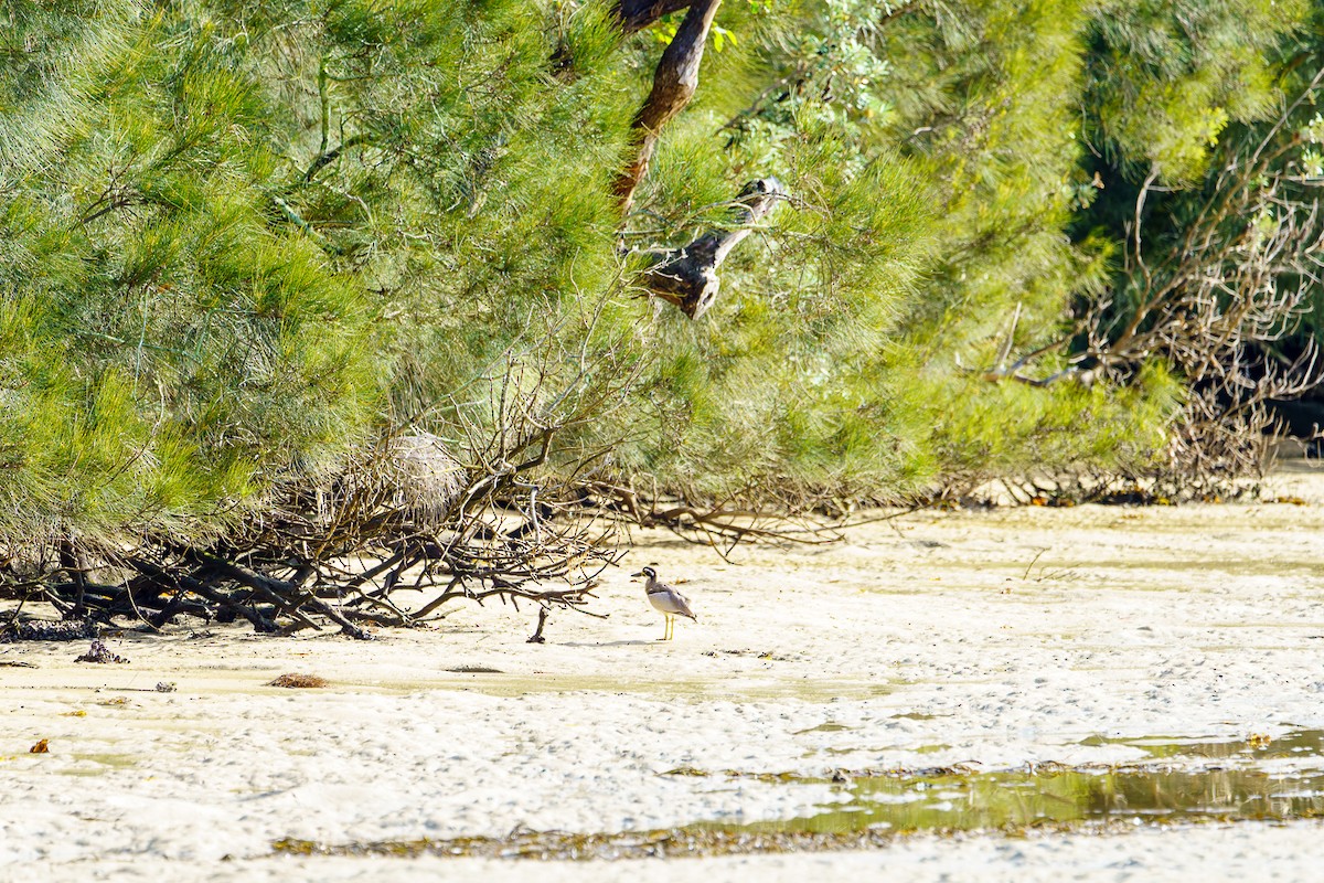 Beach Thick-knee - James Churches