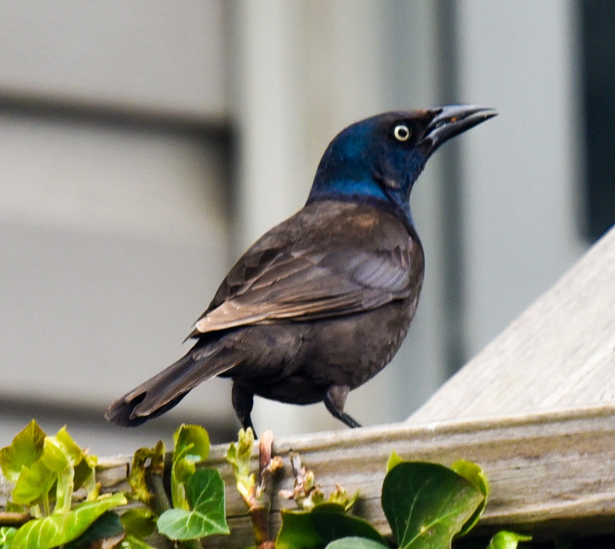 Common Grackle - Barbara Maytom