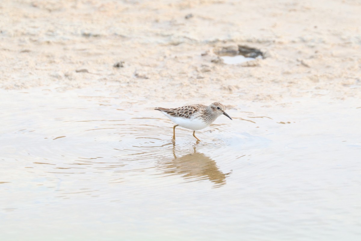 Least Sandpiper - ML618683845