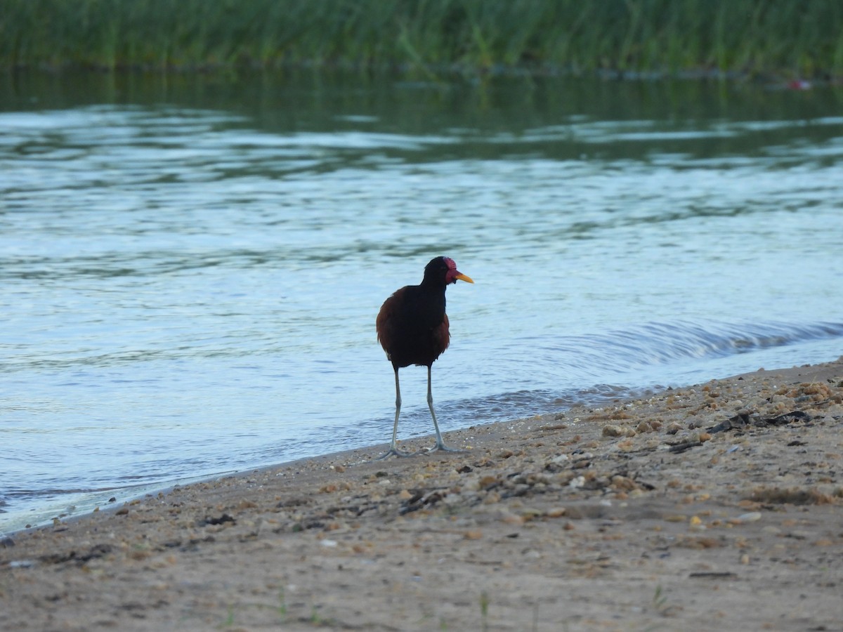 Wattled Jacana - ML618683852