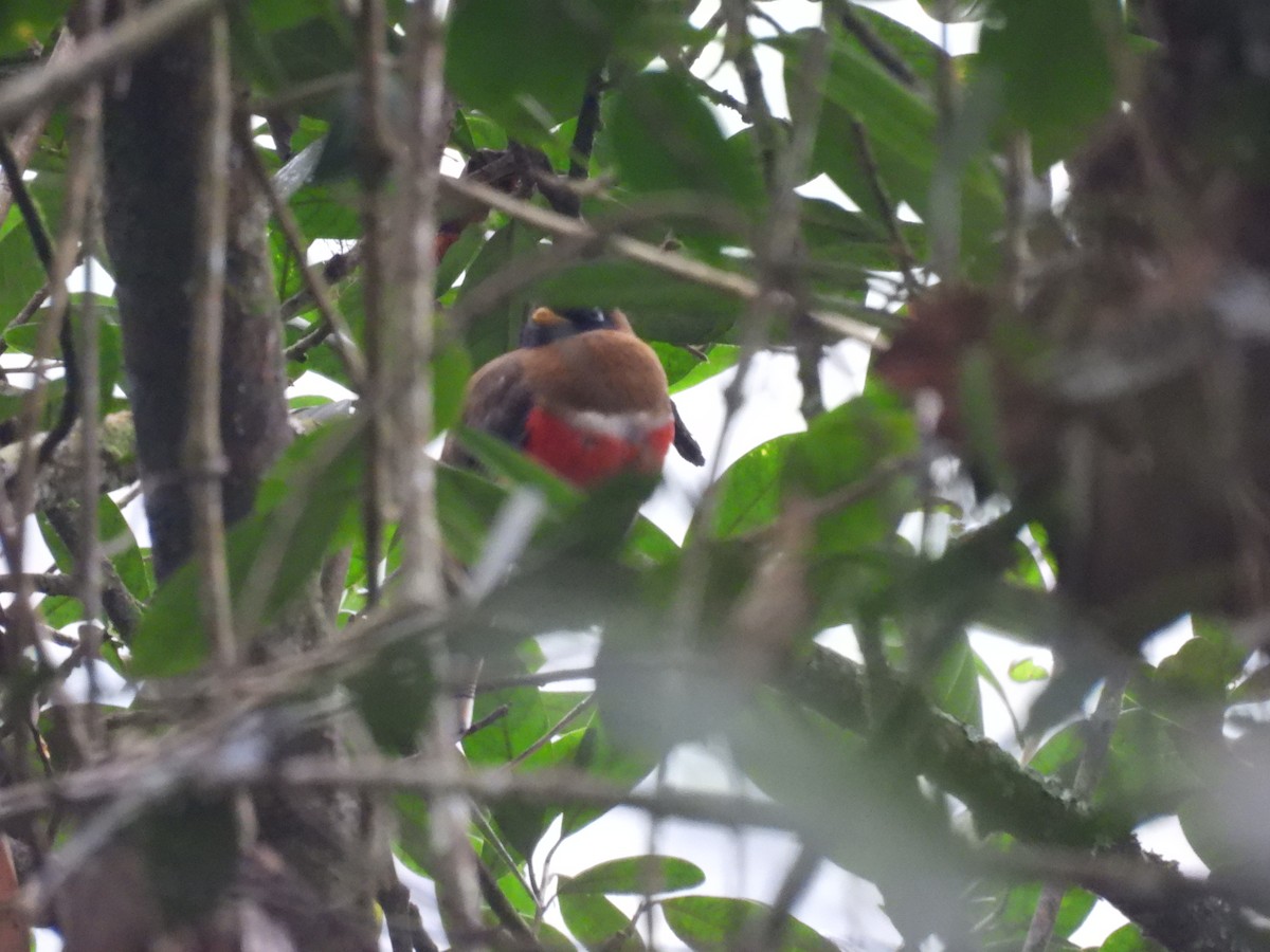 Masked Trogon - maicol gonzalez guzman