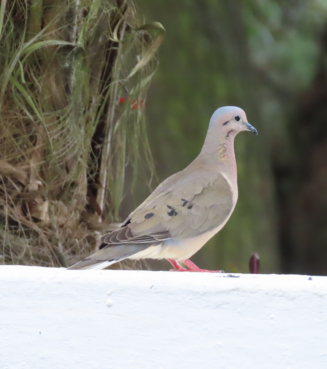 Eared Dove - ML618683863