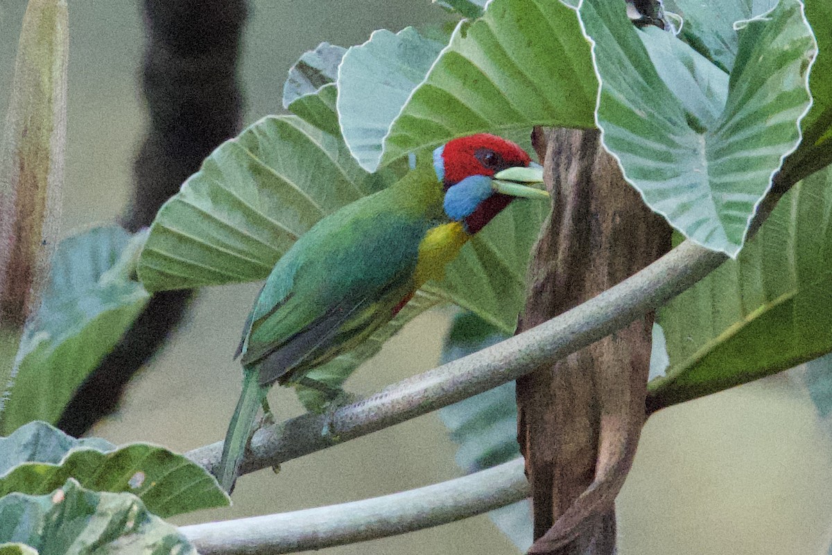 Versicolored Barbet - ML618683865